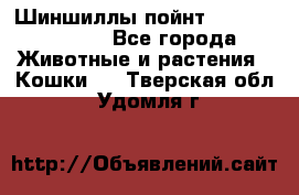 Шиншиллы пойнт ns1133,ny1133. - Все города Животные и растения » Кошки   . Тверская обл.,Удомля г.